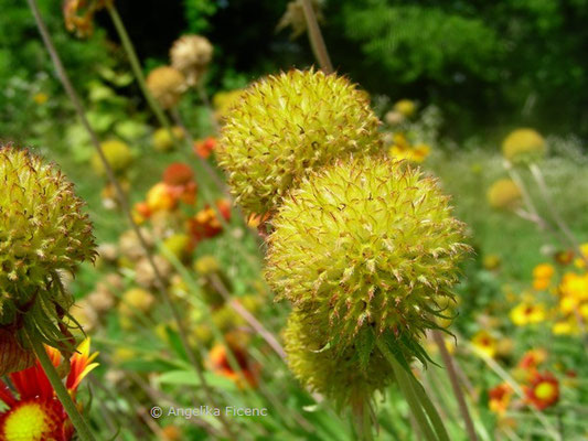 Gaillardia drummondii - Kokardenblume, Fruchtstand, beginnende Reife  © Mag. Angelika Ficenc