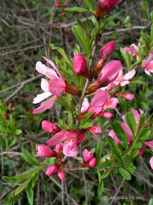 Prunus tenella - Zwergmandel  © Mag. Angelika Ficenc