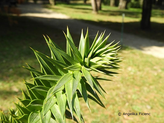 Araucaria araucana - Chilenische Araukarie  © Mag. Angelika Ficenc