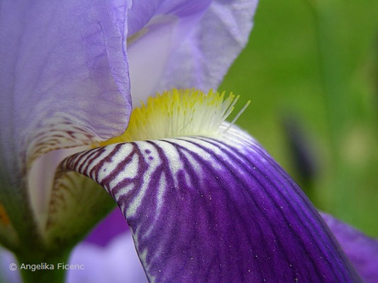 Iris macedonia   © Mag. Angelika Ficenc