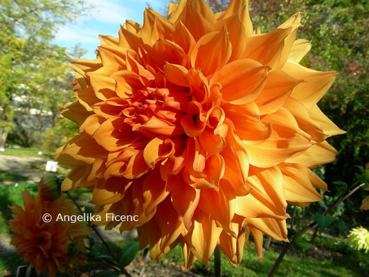 Dahlia "Bill Homberg"   © Mag. Angelika Ficenc