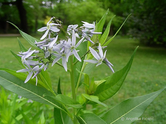 Amsonia angustifolia  © Mag. Angelika Ficenc