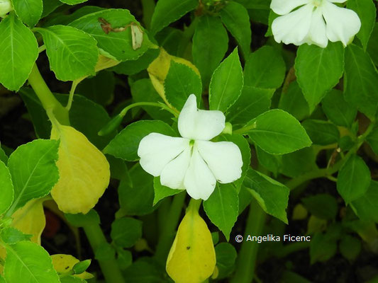 Impatiens walleriana  © Mag. Angelika Ficenc