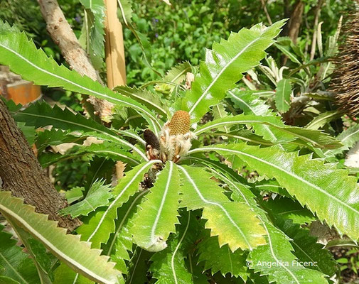 Banksia serrata  © Mag. Angelika Ficenc