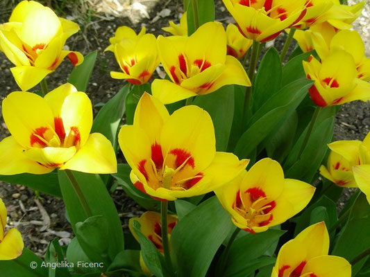 Tulipa stresa  © Mag. Angelika Ficenc