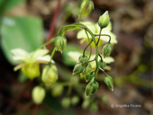 Epimedium versicolor sulphureum - Elfenblume