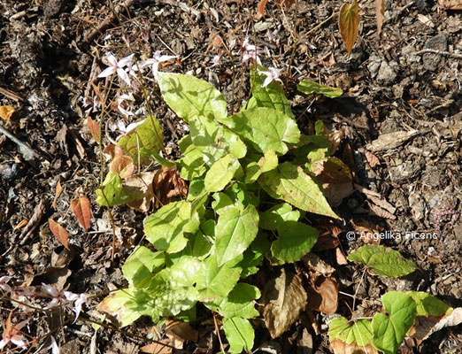 Epimedium "Enchantress" - Elfenblume  © Mag. Angelika Ficenc