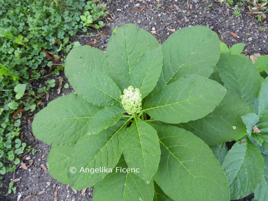 Phytolacca acinosa   © Mag. Angelika Ficenc