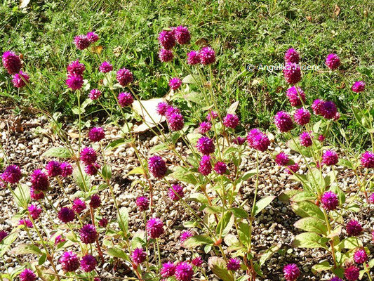 Gomphrena globosa L.   © Mag. Angelika Ficenc