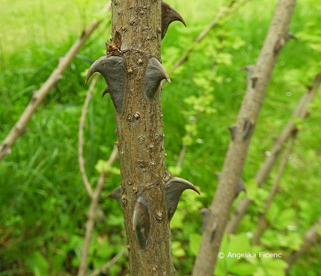 Eleutherococcus nodiflorus - Fingeraralie, Stamm, Dornen  © Mag. Angelika Ficenc