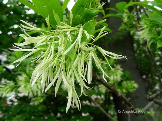 Chionanthus virginicus - Virginischer Schneeflockenstrauch, Blüten  © Mag. Angelika Ficenc