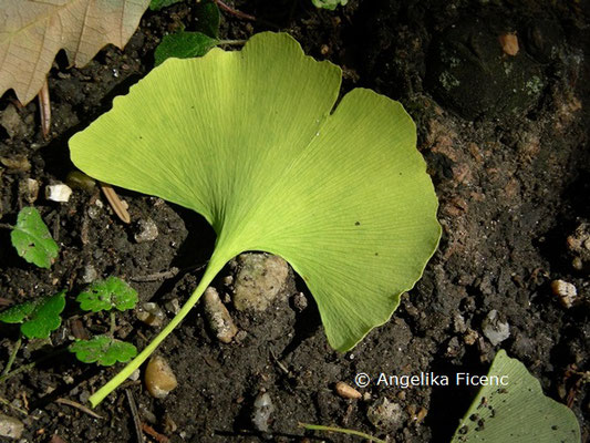 Ginkgo biloba © Mag. Angelika Ficenc