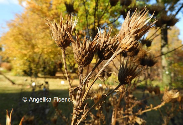 Klasea radiata  © Mag. Angelika Ficenc