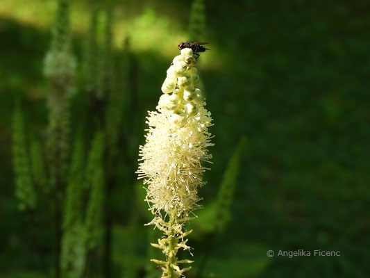Actea japonica,Blütenstand  © Mag. Angelika Ficenc