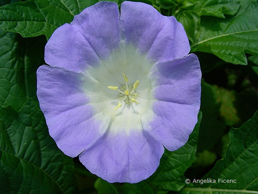 Nycandra physalodes - Blasen Giftbeere, Blüte  © Mag. Angelika Ficenc