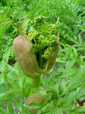 Angelica archanegelica - Echt Engelwurz     © Mag. Angelika Ficenc