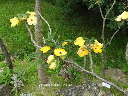 Uncarina decaryi  © Mag. Angelika Ficenc