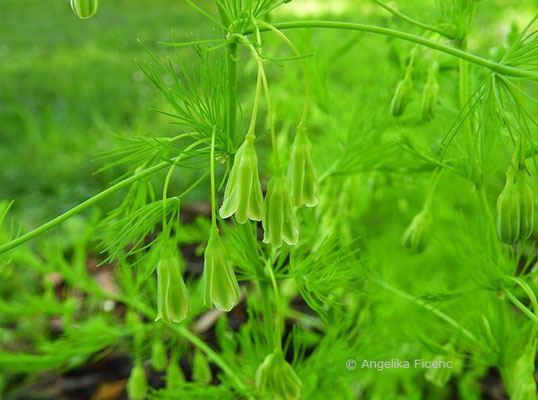 Asparagus tenuifolius - Zartblättriger Spargerl  © Mag. Angelika Ficenc