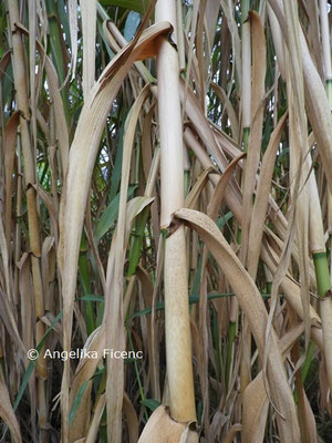 Arundo donax © Mag. Angelika Ficenc