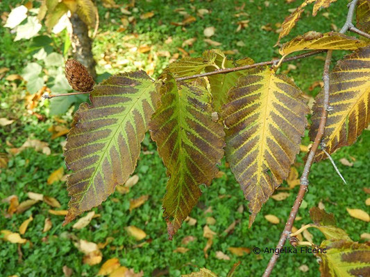 Betula alleghaniensis, Herbstfärbung  © Mag. Angelika Ficenc