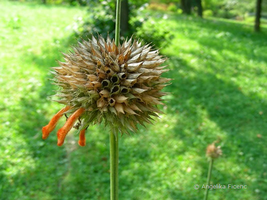 Leonotos nepetifolia - Schmalblättriges Löwenohr, Fruchtstand  © Mag. Angelika Ficenc