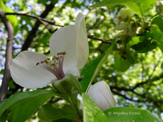 Cydonia oblonga - Echte Quitte  © Mag. Angelika Ficenc