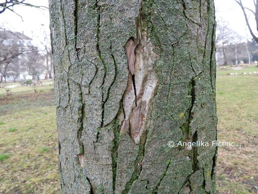 Aesculus x carnea   © Mag. Angelika Ficenc