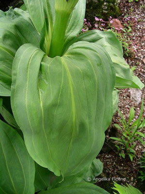 Gentiana lutea - Gelber Enzian,   © Mag. Angelika Ficenc