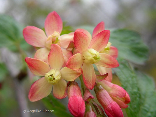 Ribes x gordonianum  © Mag. Angelika Ficenc