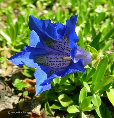 Gentiana acaulis  © Mag. Angelika Ficenc