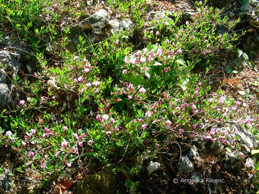 Chamaecyticus purpureus - Purpur Ginster   © Mag. Angelika Ficenc