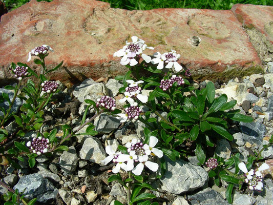 Iberis simplex - Schleifenblume  © Mag. Angelika Ficenc