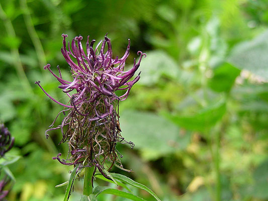 Phyteuma nigrum - Schwarze Teufelskralle  © Mag. Angelika Ficenc