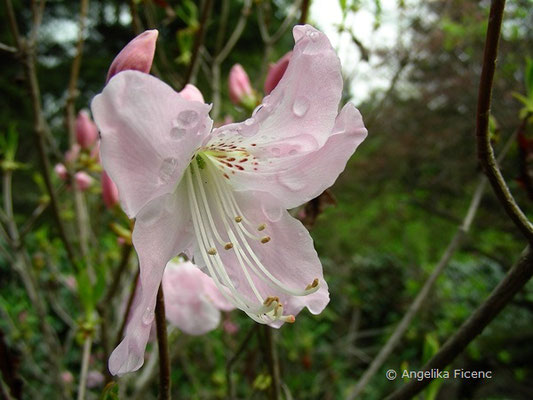 Rhododendron schippenbachii  © Mag. Angelika Ficenc