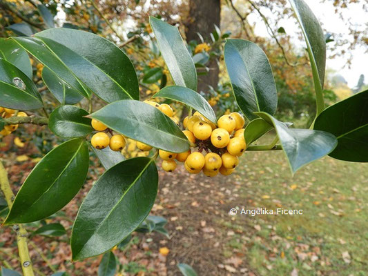 Ilex aquifolium   © Mag. Angelika Ficenc