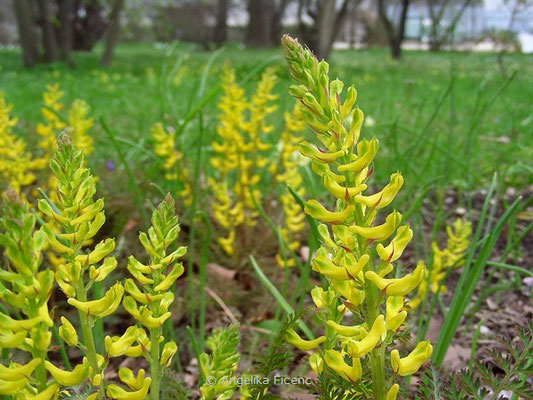 Corydalis cheilanthifolia - Farnblättriger Lerchensporn  © Mag. Angelika Ficenc