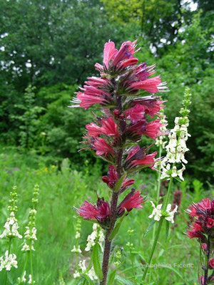 Echium maculatum - Rot - Natternkopf  © Mag. Angelika Ficenc