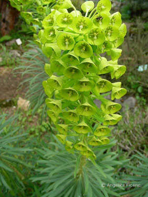 Euphorbia caracias ssp. wulfenii - Wolfsmilch, © Mag. Angelika Ficenc