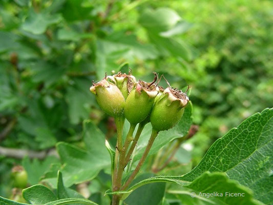 Crataegus monogyna - Eingriffeliger Weißdorn,  unreife Früchte  © Mag. Angelika Ficenc