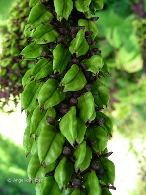 Veratrum nigrum - Schwarzer Germer,   © Mag. Angelika Ficenc