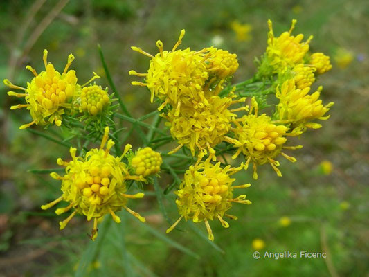 Galatella linosyris - Goldschopfaster  © Mag. Angelika Ficenc