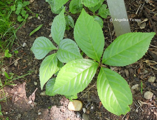 Chloranthus oldhamii, © Mag. Angelika Ficenc