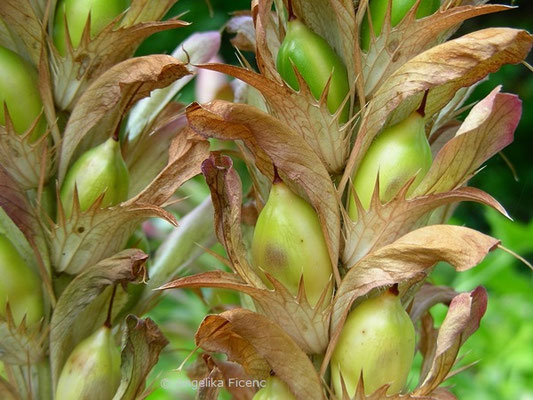 Acanthus mollis - Wahrer Bärenklau, unreife Kapselfrüchte    © Angelika Ficenc