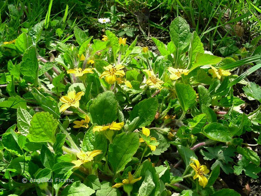 Chrysogonum virginianum © Mag. Angelika Ficenc