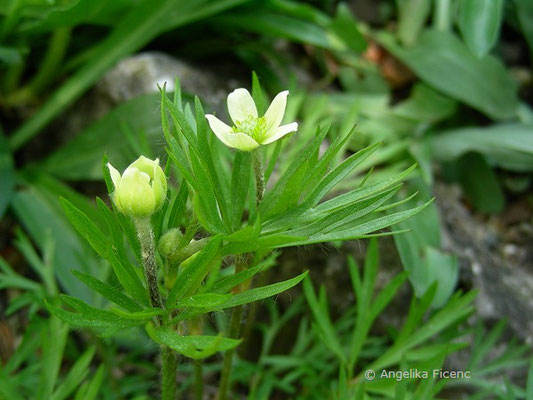 Anemone drumondii - Drumond Anemone  © Mag. Angelika Ficenc