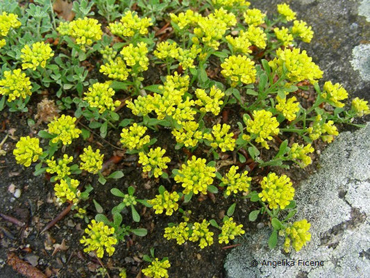 Alyssum alpestre - Alpensteinkraut  © Mag. Angelika Ficenc