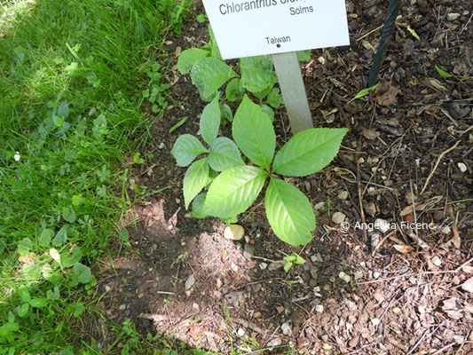 Chloranthus oldhamii, © Mag. Angelika Ficenc