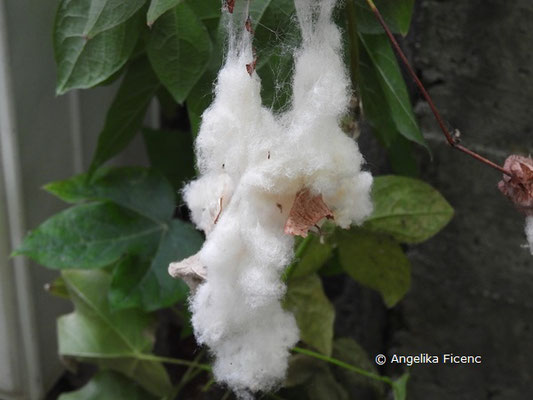 Gossypium herbaceum  © Mag. Angelika Ficenc