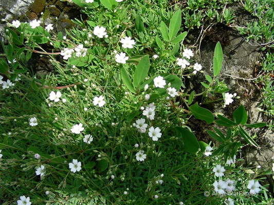 Gypsophila repens - Kriech Gipskraut,   © Mag. Angelika Ficenc