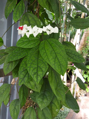 Clerodendrum thomsonie © Mag. Angelika Ficenc